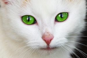 gato blanco