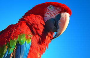 loro parrot
