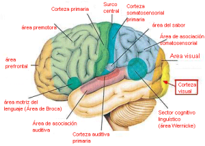 cerebro