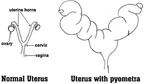 Piometra o infección de útero
