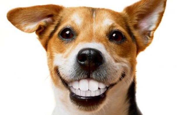 La higiene dental de nuestras mascotas