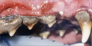 enfermedad_periodontal_canina